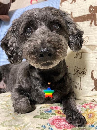 小田倉　沙彩　ペット